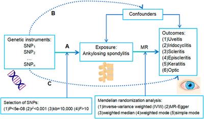 Causal relationship between ankylosing spondylitis and ocular inflammatory diseases: a Mendelian randomization study